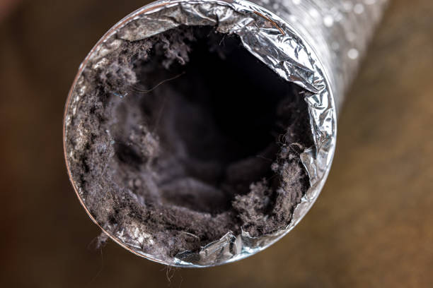 Best Air Duct Mold Removal  in Morrison, IL